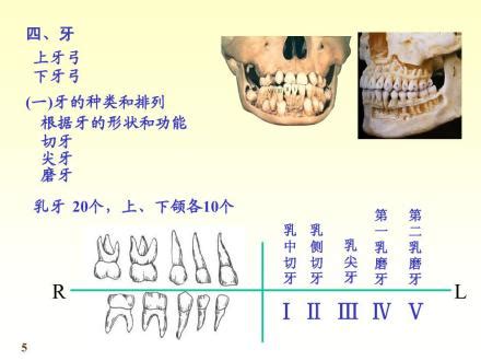 牙齒人|牙齿（脊椎动物高度钙化组织）